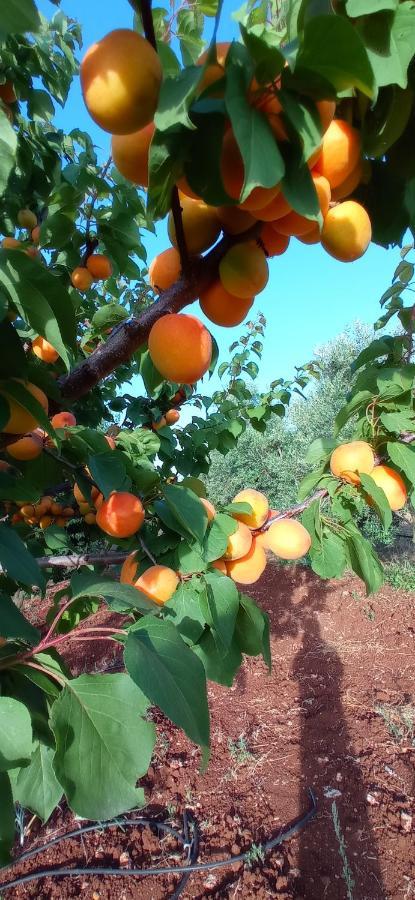 Tenuta Don Monaco - Agriturismo Santa Cesarea Terme Luaran gambar